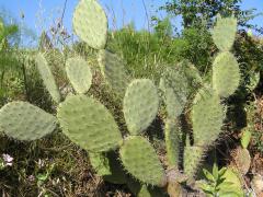 Antonimina - Fichi d'India