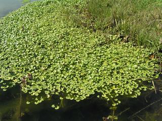 Ranunculus omiophyllus di cui si era persa traccia da oltre un secolo - Oasi naturalistica 'Stallette' - S. Giorgio Morgeto