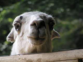 Zerv&ograve;: Comunit&agrave; Incontro